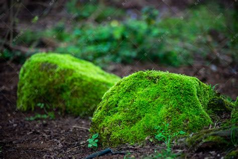 青苔水|苔藓植物